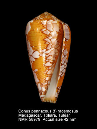 Conus pennaceus (f) racemosus.jpg - Conus pennaceus (f) racemosusG.B.Sowerby,1874